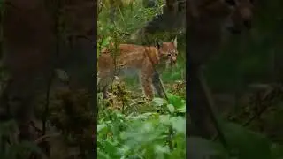 Lynx Kittens Learn to Hunt! 