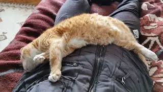 What Sleeping With Cats Looks Like