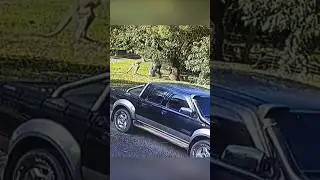 Необычная схватка человека с кенгуру