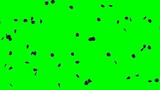 Falling Rose Petals Black HD Animation - green screen effect