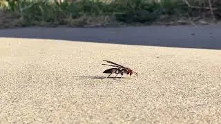 Old Wasp getting Slow Start on the Driveway in the Morning