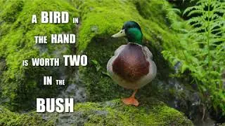 Quack Advice with Yogi Duck: Volume 6