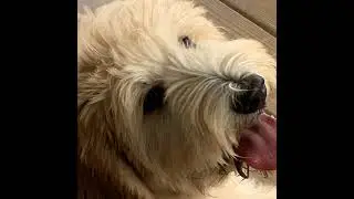 Golden Doodles Crazy?