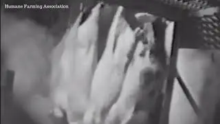 Live pigs immersed in scalding tank