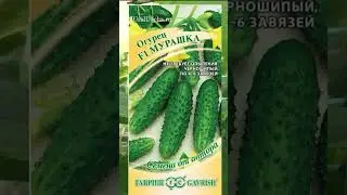 Урожайный огурец Мурашка 