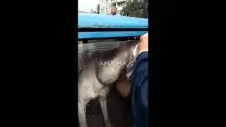 Омич запер умирающую от болезни собаку в машине без воды и пищи на несколько суток