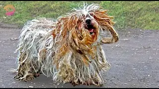 Freaked Out Dog's Fur So Long She Can't See When A Cars About to Hit Her - Rescuers Trap Poodle