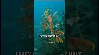 Fascinating Facts About Leafy Seadragons 