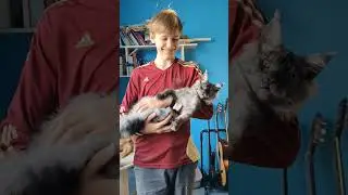 А мы продолжаем таскать котят на руках))) #мейнкун #мейнкункотята