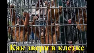 ЦСКА на ВЭБ Арене. Разочарование от футбола. Возможно? Да, если это 