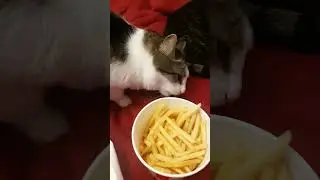 Кот ест картошку фри