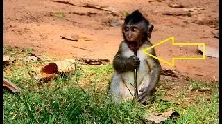 OMG! Timo dont do like this|Poor Timo chose wrong choice almost get stuck mouth in big stick