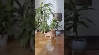 Просто кот.