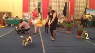 Гектор. Выставка в Казани 27.09.2015