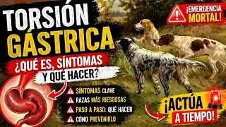 TORSION GASTRICA EN PERROS ( SINTOMAS , QUE ES , QUE HACER , COMO EVITARLA ) FOTOGRAFO CANINO
