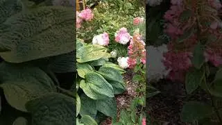 Прекрасные цветы#вязники
