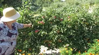 ДЕКОРАТИВНЫЙ  ФОРМОВЫЙ  САД.  СЕТЧАТЫЙ  КОРДОН с плодами. Особенности обрезки.