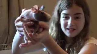Meet Our Pet Guinea Pigs!  #PetsAddLife