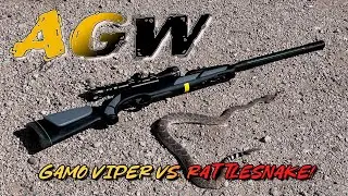 Gamo Viper vs. REAL “VIPER!” - Dispatching a Rattlesnake using the Gamo Viper and RedFire Pellets