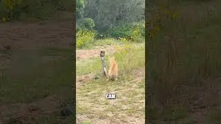 Опасная кобра приготовилась к АТАКЕ 🐍🐈‍⬛😱