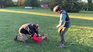 10 week old Belgian Malinois pup training bitework for ring sport