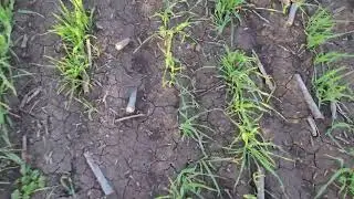 Шок 😱без добрив нічого не росте