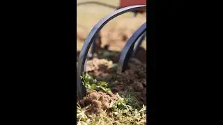 3-Point Cultivator