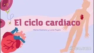 El ciclo cardíaco