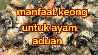 manfaat keong buat ayam aduan
