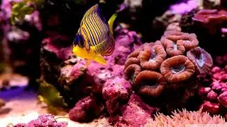 Documentaire // Recifs coralliens // ☆ La beauté sous-marine ☆【FR】