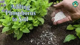 How to Add Phosphorus to Soil? How Do You Add Phosphorus to Soil? How to Add Phosphorus in Soil?