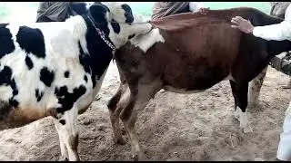New Bull and cow part 2  meeting in my village