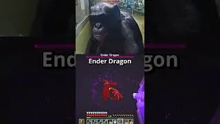 This Ape could BEAT Minecraft!