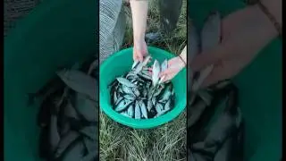 Традиционный способ ловли рыбы на вершу (туу) 😍🔥 