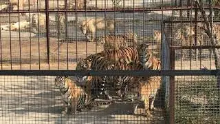 Метание окорочков в вольер тигров! Throwing meat at tigers!