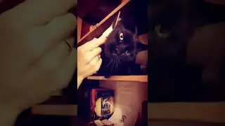 обалделый котик🐈