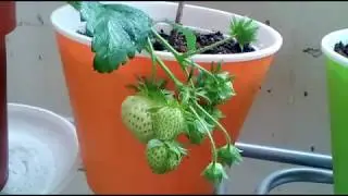 Моя клубника на балконе Хоней и Маэстро