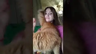 КАК МЕНЯ ВСТРЕЧАЕТ КОШКА ПОСЛЕ РАБОТЫ💫 #кошки #животные #рекомендации #рек #популярное #подписка