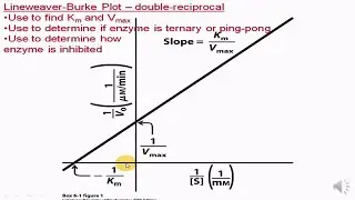 lineweaver burke plot