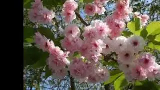 Вот такая весна пришла