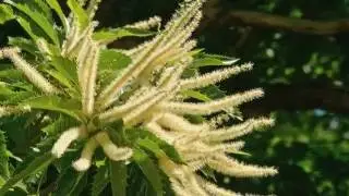 La flor de Bach Sweet Chestnut o Castaño Dulce