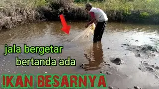 menjala di parit kebun sawit, banyak ikan belanak tersesat/net fishing