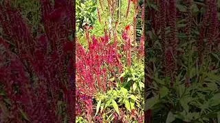 Beautiful flowers in the world 