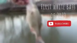 White Bass Spawn Missouri