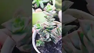 #shortvideo #shorts #viralshorts