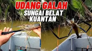 Mancing Udang Galah Sungai Belat Kuantan !