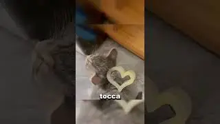 Why does my cat suddenly freeze?