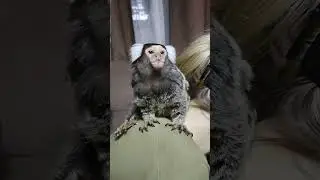 Обезьяна Игрунка Валера