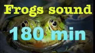 Sound of nature - frogs song (no music) 180 mins