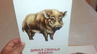 Дикие животные (1) демонстрационные картинки карточки